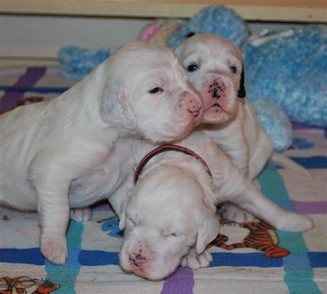 Click for large image