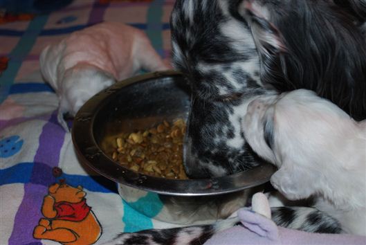 Click for large image