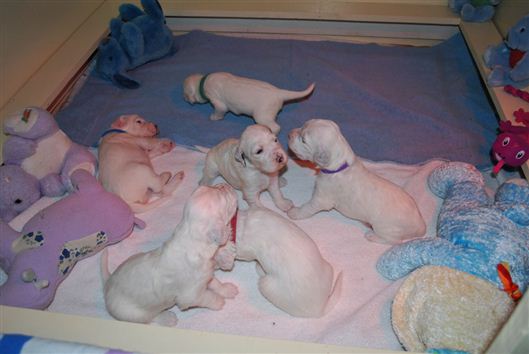 Click for large image