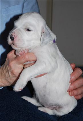 Click for large image