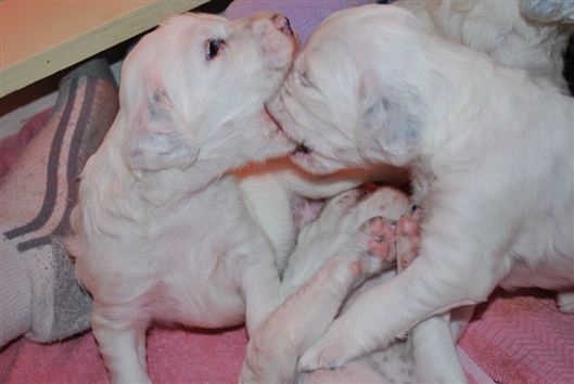 Click for large image