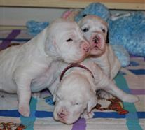 Click for large image