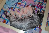 Click for large image