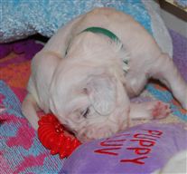 Click for large image