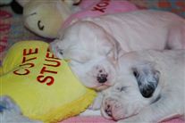 Click for large image