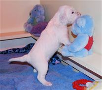 Click for large image