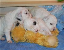 Click for large image