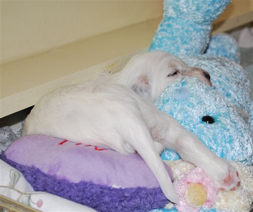 Click for large image