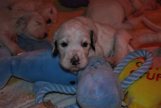 Click for large image