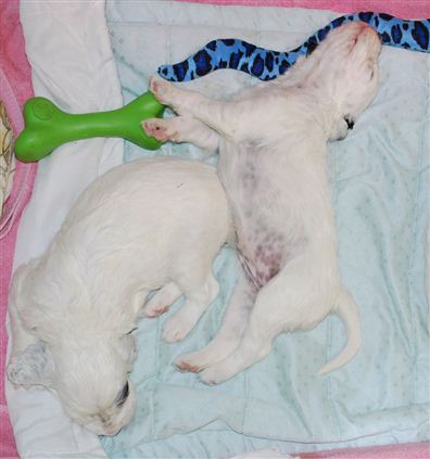 Click for large image