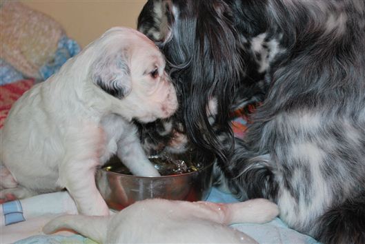 Click for large image