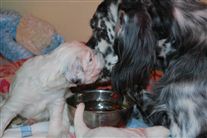 Click for large image