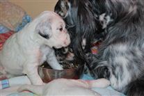 Click for large image