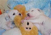 Click for large image