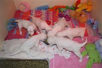 Click for large image