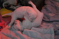 Click for large image