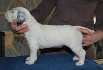 Click for large image