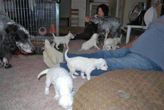 Click for large image