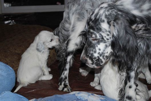 Click for large image