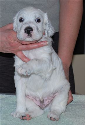 Click for large image