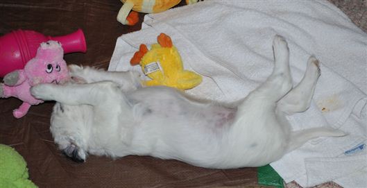 Click for large image