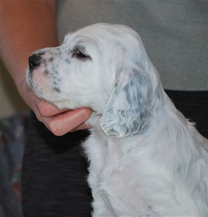 Click for large image