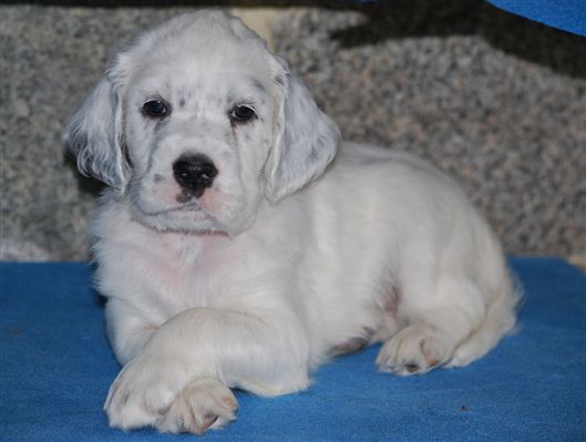 Click for large image