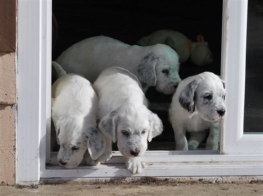 Click for large image