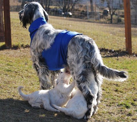 Click for large image