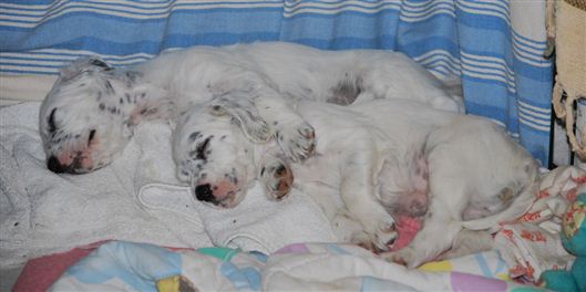 Click for large image