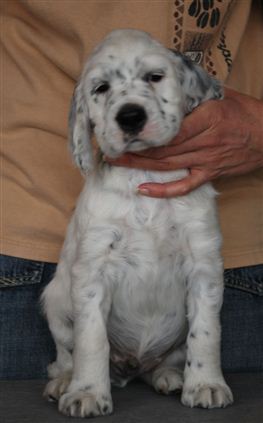 Click for large image