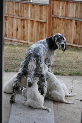 Click for large image