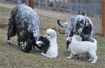 Click for large image