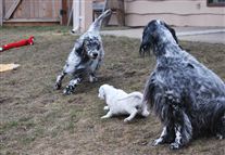 Click for large image