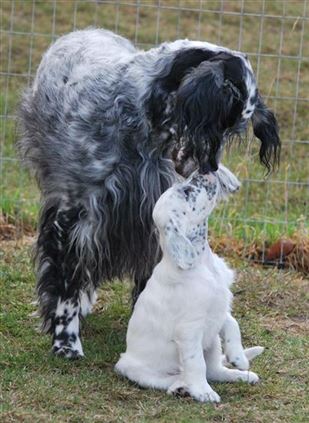 Click for large image