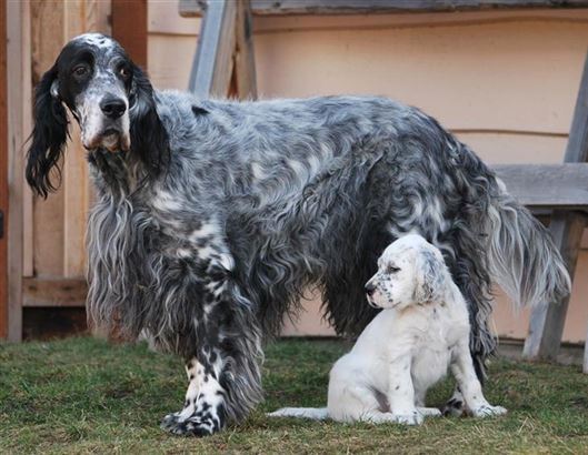 Click for large image