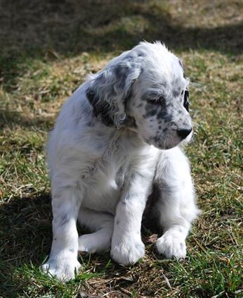 Click for large image