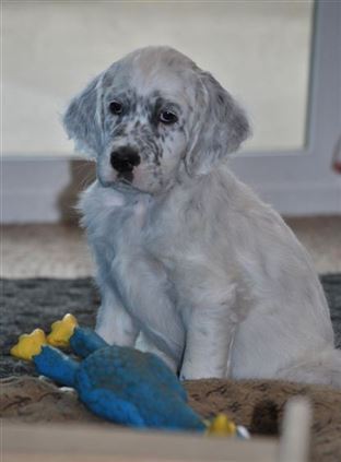 Click for large image