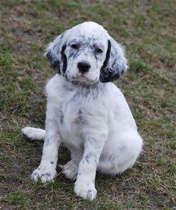 Click for large image