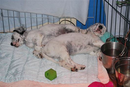 Click for large image