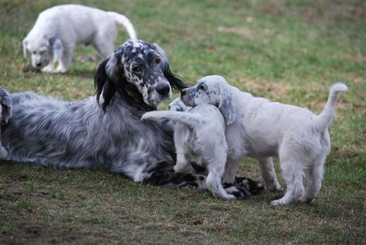 Click for large image