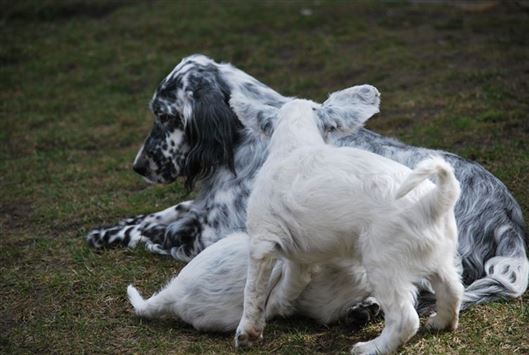 Click for large image