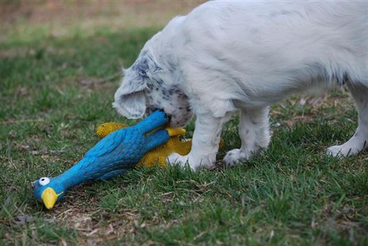 Click for large image