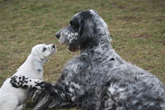 Click for large image