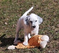 Click for large image