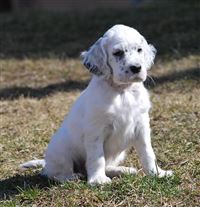 Click for large image