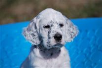 Click for large image