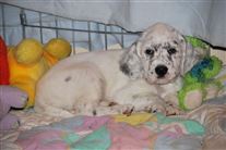 Click for large image