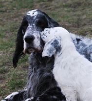 Click for large image