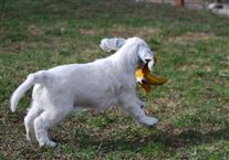 Click for large image